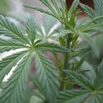 Welcome to the ultimate destination for legal cannabis in Timisoara img-709.jpg