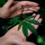 Wroclaw Cannabis Delivery img-733.jpg