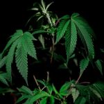 Buy Weed in Stockholm: Legal Guide and Tips img-803.jpg