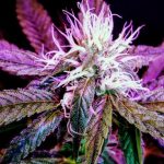 Cannabis Shop in Croatia img-852.jpg