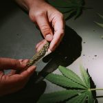 Looking for a reliable 420 store Sweden or a 420 shop Sweden that offers a wide range of cannabis products at competitive prices? img-911.jpg