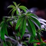 Buying Cannabis in Madeira: A Comprehensive Guide img-915.jpg