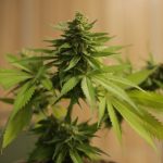Cannabis Shop Online in Venice img-967.jpg